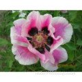 Gansu Zhongchuan Peony Industry Ltd.